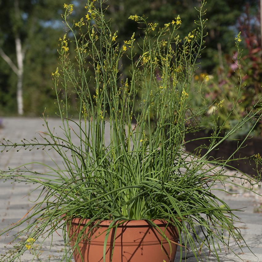 Kattehaleplante i gruppen Frø / Flerårige potteplanter hos Impecta Fröhandel (10060)