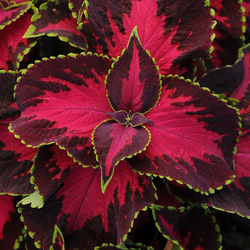 Paletblad 'Chocolate Covered Cherry' i gruppen Frø / Flerårige potteplanter hos Impecta Fröhandel (106)