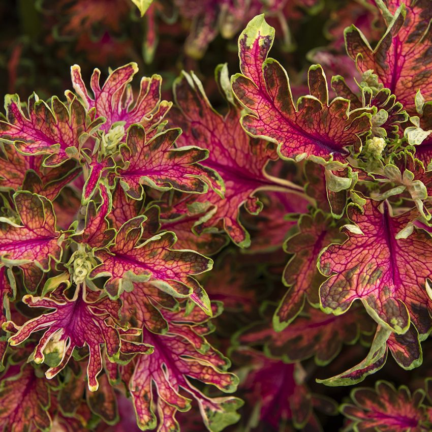 Paletblad 'Colocha Scarlet' i gruppen Frø / Etårige blomster hos Impecta Fröhandel (10991)