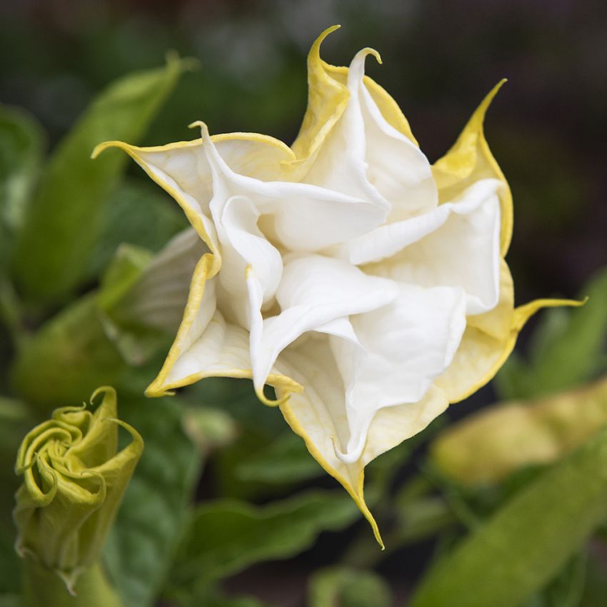 Pigæble 'Double White' i gruppen Frø / Etårige blomster hos Impecta Fröhandel (11128)