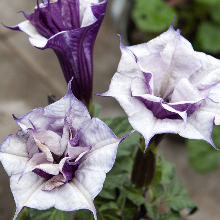 Pigæble 'Double Purple' i gruppen Frø / Flerårige potteplanter hos Impecta Fröhandel (11129)