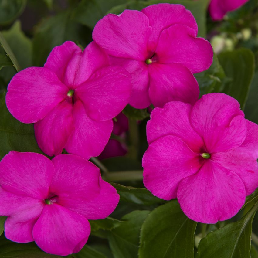 Flittiglise F1 'Lollipop Pomegranate' i gruppen Frø / Etårige blomster hos Impecta Fröhandel (12023)