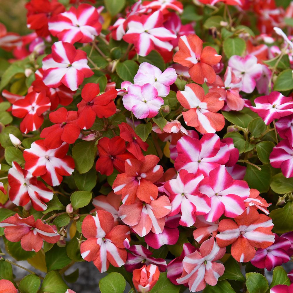 Flittiglise F1 'Star Balance' i gruppen Frø / Etårige blomster hos Impecta Fröhandel (12050)