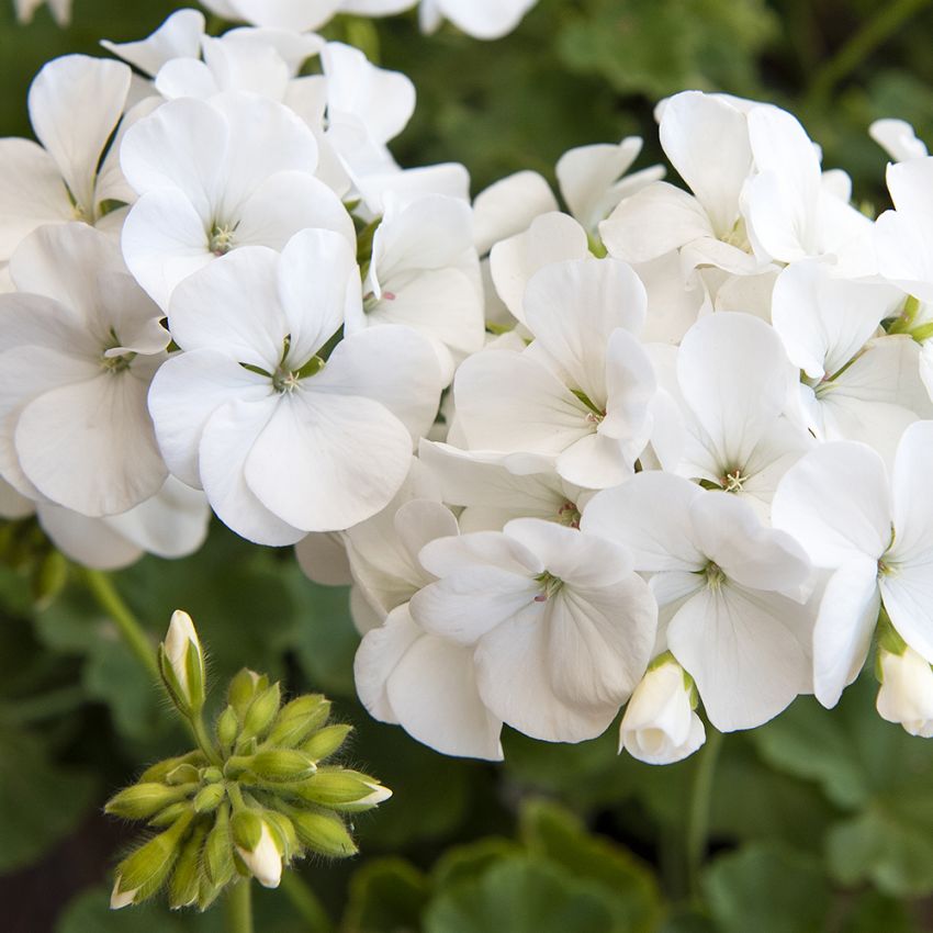 Pelargonie F1 'Apache White' i gruppen Frø / Etårige blomster hos Impecta Fröhandel (13503)