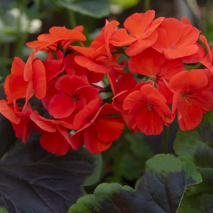 Pelargonie F1 'Night Scarlet' i gruppen Frø / Etårige blomster hos Impecta Fröhandel (13511)