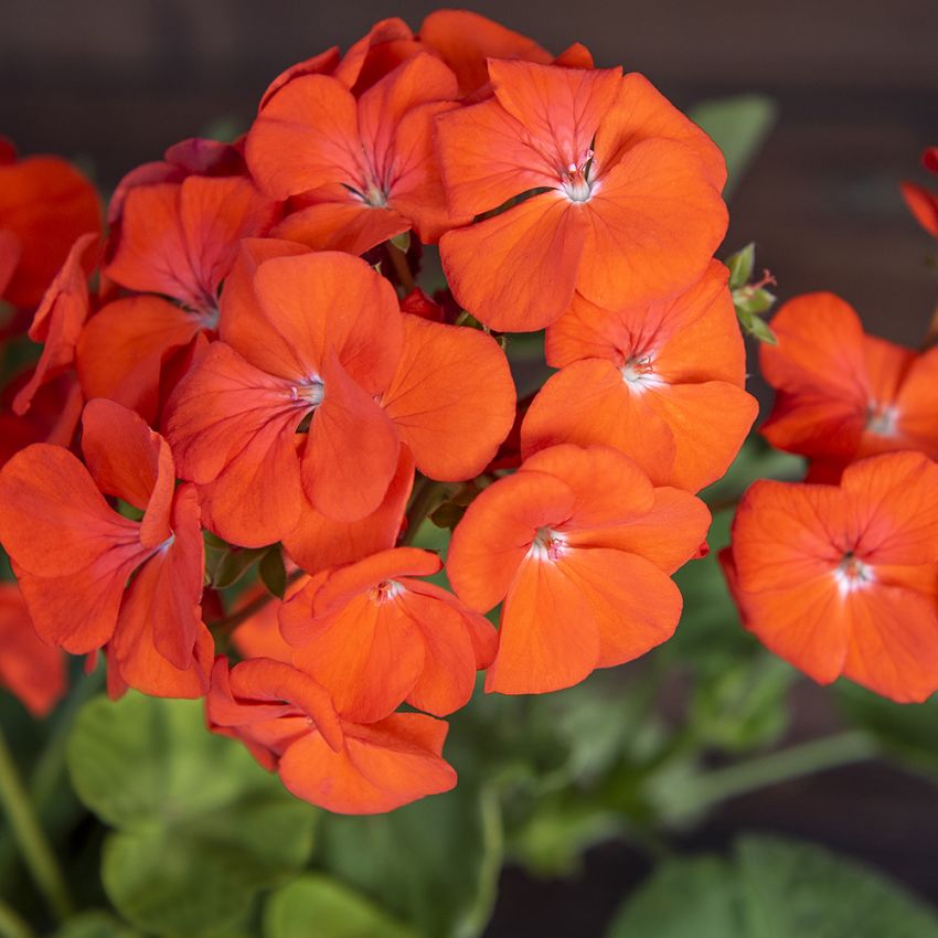 Pelargonie F1 'Lucie' i gruppen Frø / Etårige blomster hos Impecta Fröhandel (13550)