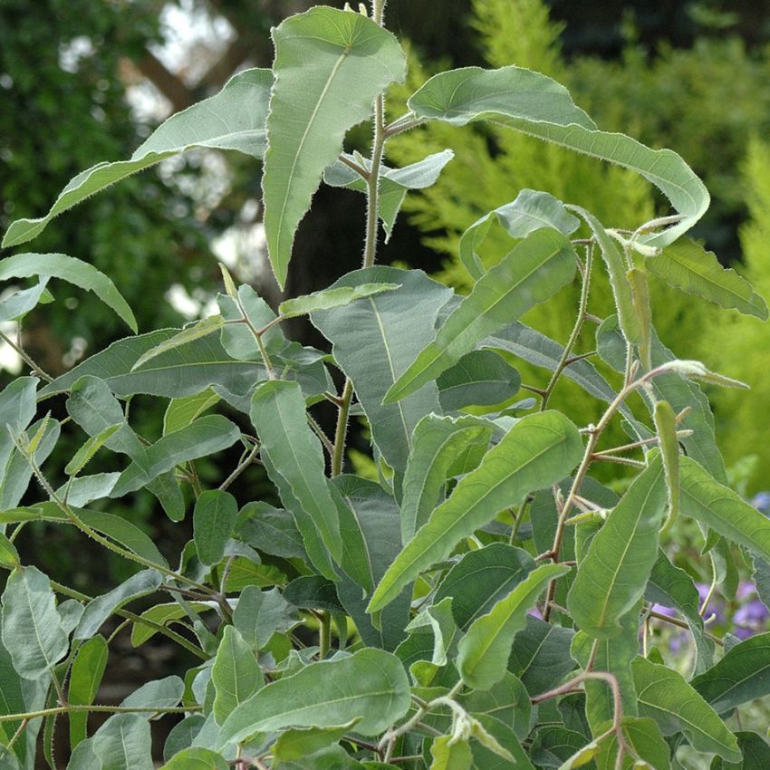 Citron-Eukalyptus i gruppen Frø / Flerårige potteplanter hos Impecta Fröhandel (141)
