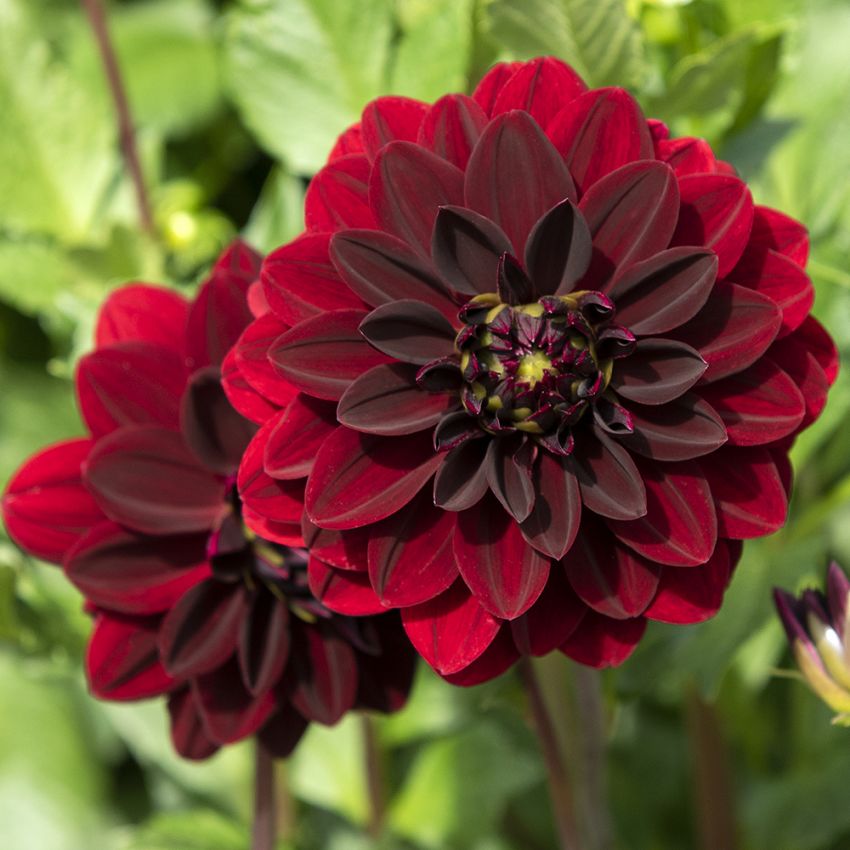 Dekorativ dahlia ''Arabian Night'' 1 stk.