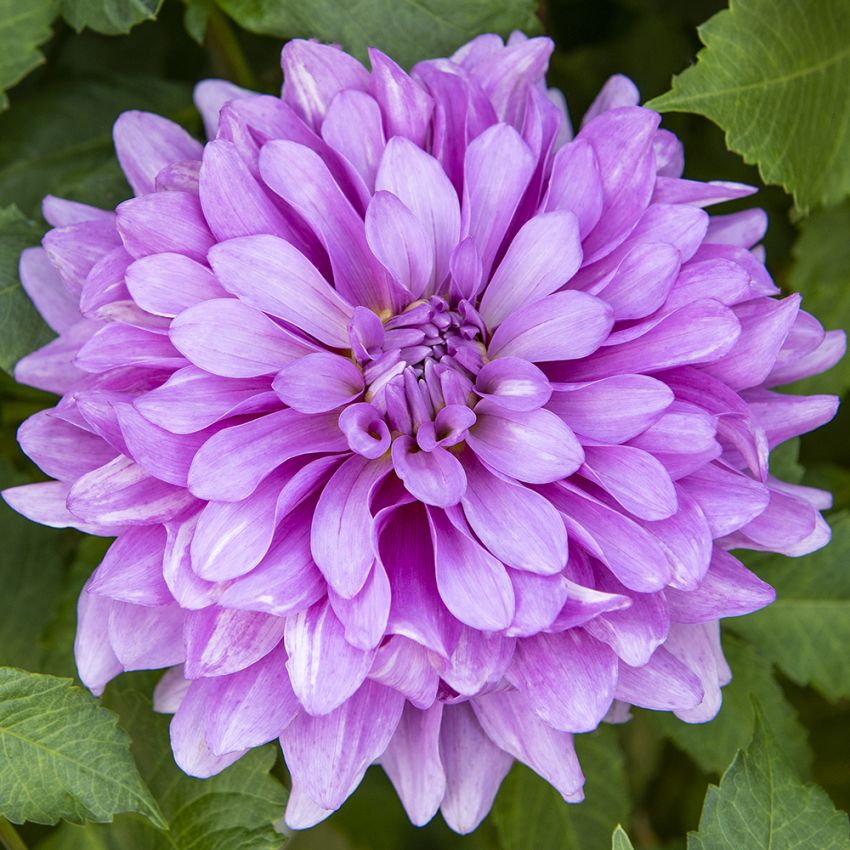 Dekorativ dahlia ''Bluetiful'' 1 stk.