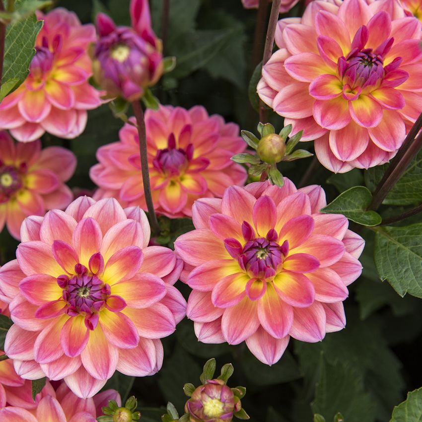 Åkandedahlia 'Pacific View' 1 stk.