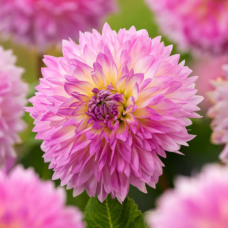 Fransdahlia ''Sakura Fubuki'' 1 stk.