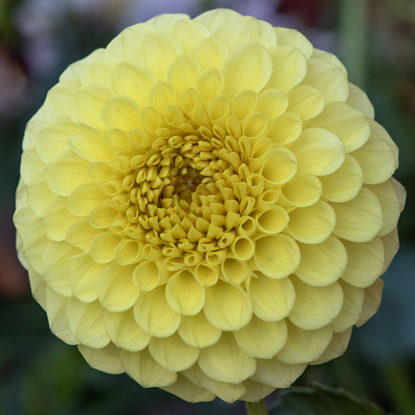 Pompondahlia 'Golden Torch'