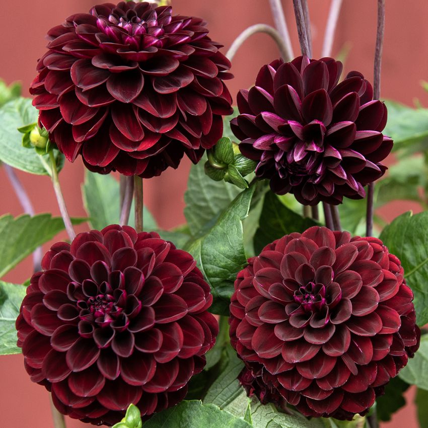 Pompondahlia ''''Natal'''' 1 stk.