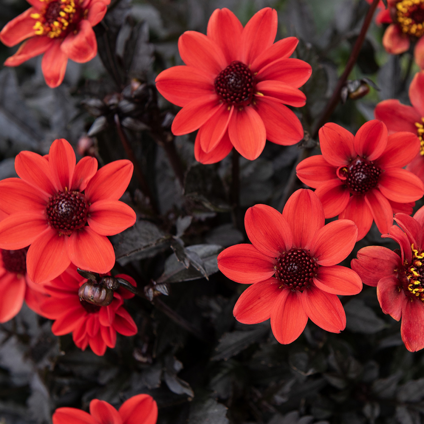 Enkel havedahlia ''Happy Days Cherry Red'' 1 stk.