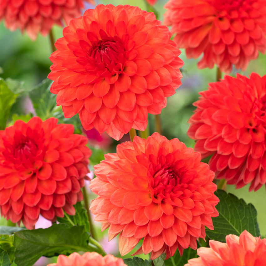 Pompondahlia 'Safe Shot'