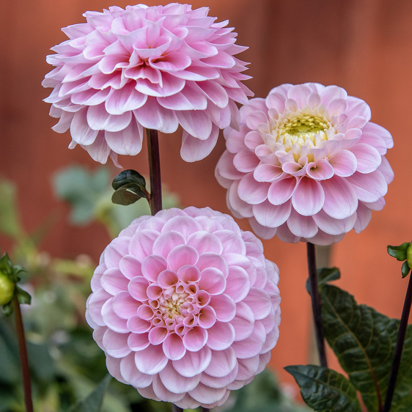 Pompondahlia 'Wizard of Oz'