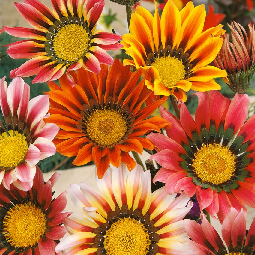 Påfugleblomst 'Sunshine' i gruppen Frø / Etårige blomster hos Impecta Fröhandel (162)