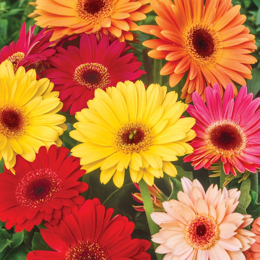 Gerbera 'California Giants' i gruppen Frø / Flerårige potteplanter hos Impecta Fröhandel (164)