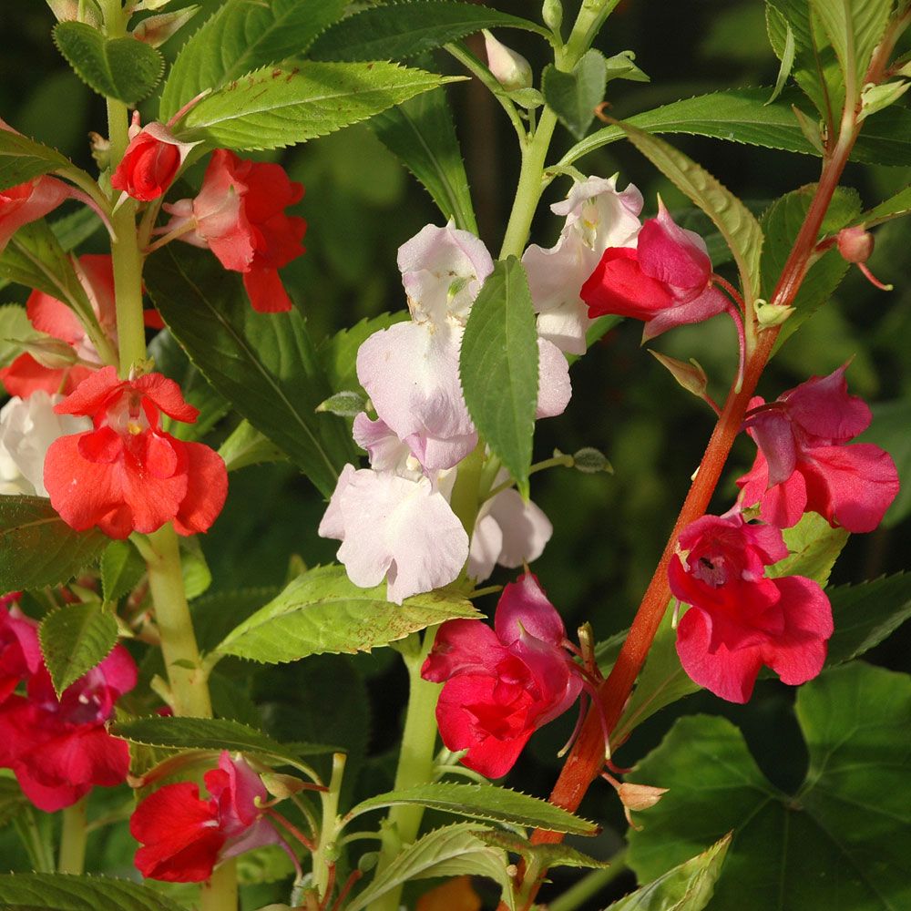 Balsamin i gruppen Frø / Etårige blomster hos Impecta Fröhandel (195)