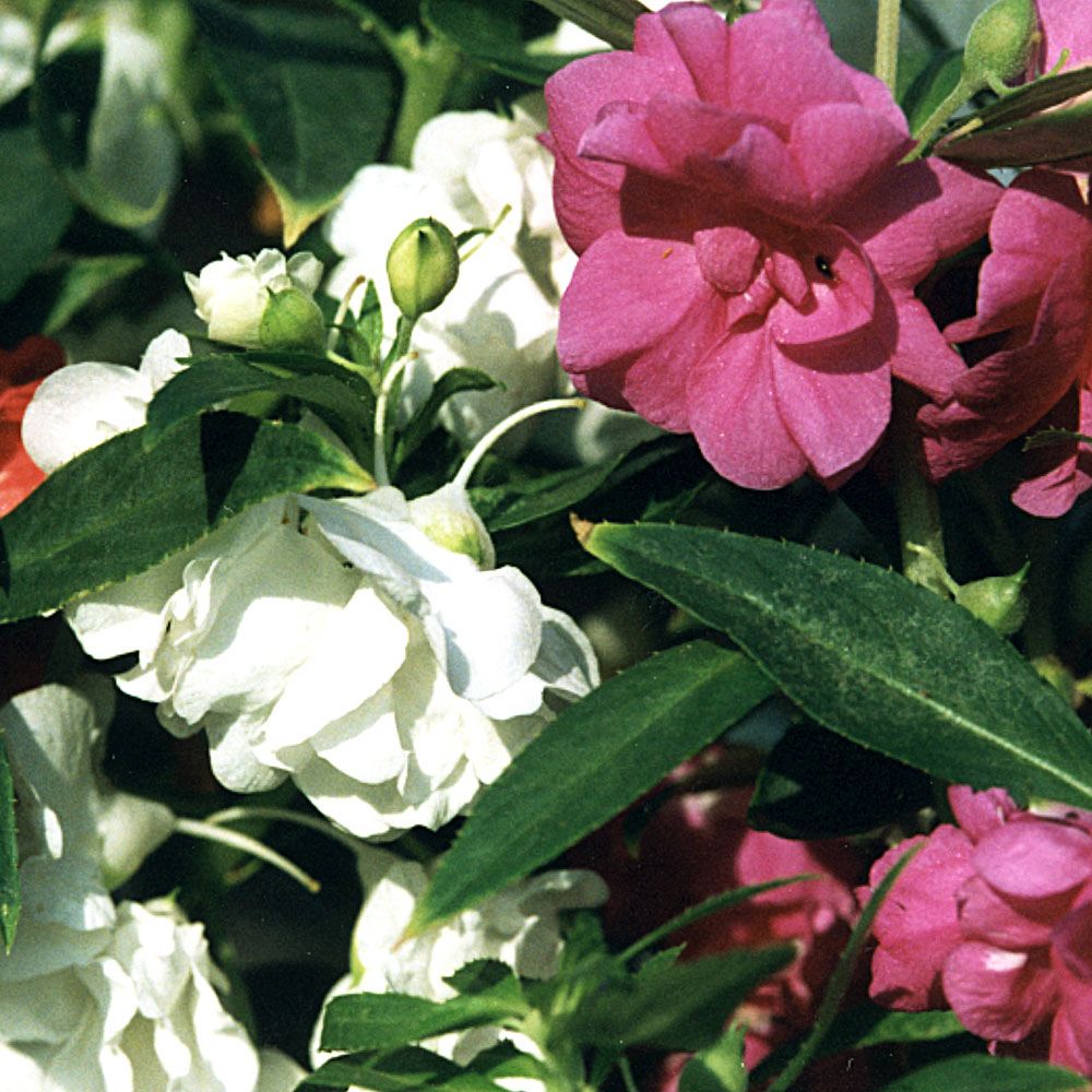 Balsamin 'Topknot' i gruppen Frø / Etårige blomster hos Impecta Fröhandel (196)