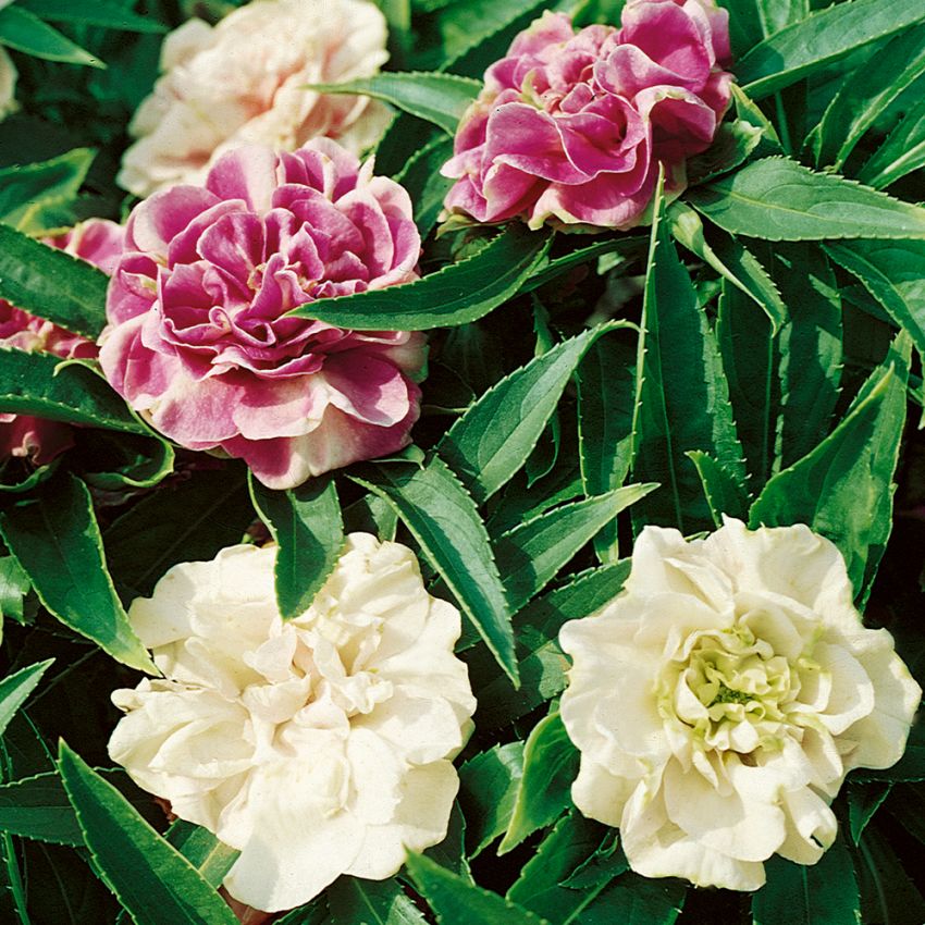Balsamin 'Tom Thumb' i gruppen Frø / Etårige blomster hos Impecta Fröhandel (199)