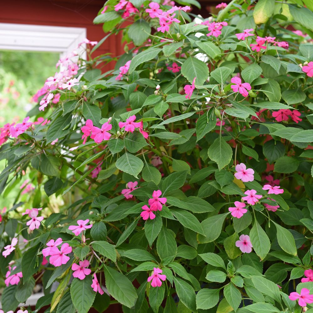 Flittiglise 'Sultani' i gruppen Frø / Etårige blomster hos Impecta Fröhandel (200)