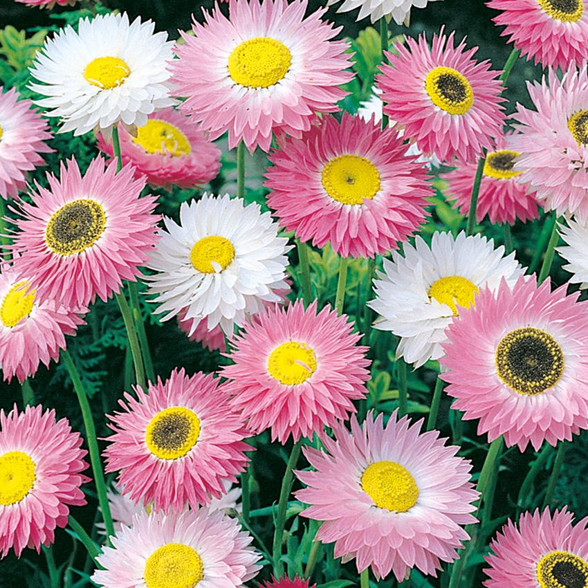 Rosenvinge i gruppen Frø / Etårige blomster hos Impecta Fröhandel (2015)