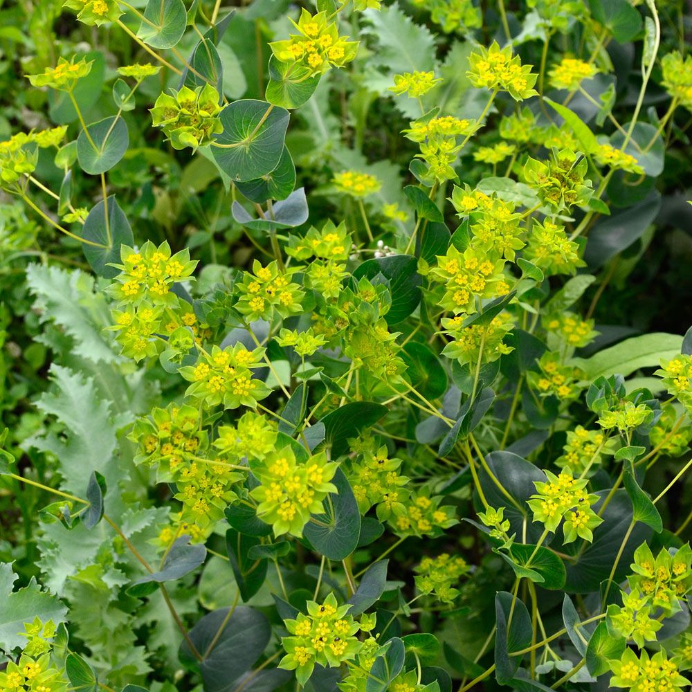 Hareøre 'Griffithii' i gruppen Frø / Etårige blomster hos Impecta Fröhandel (2070)