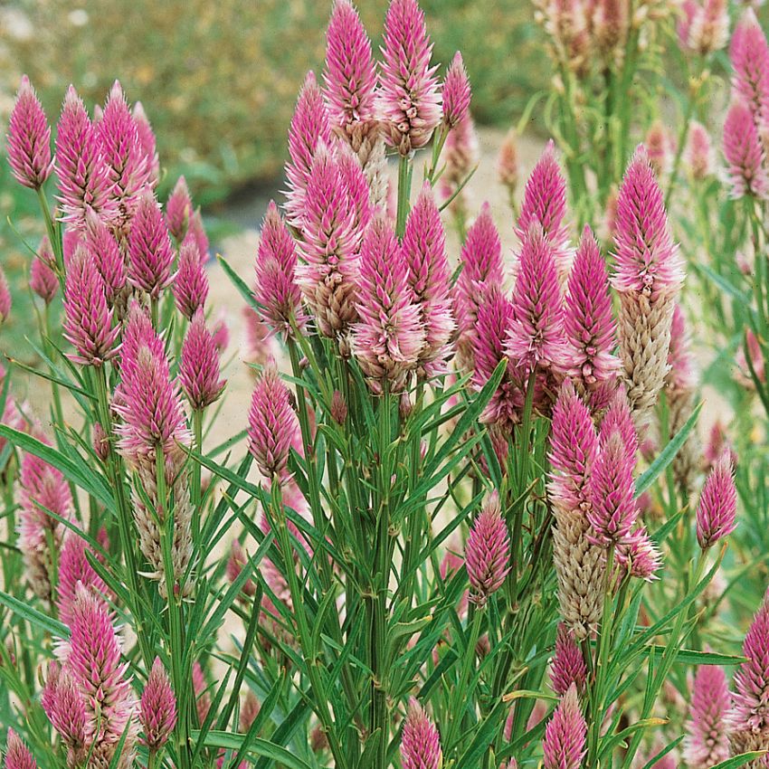 Hanekam 'Flamingo Feather' i gruppen Frø / Etårige blomster hos Impecta Fröhandel (2083)