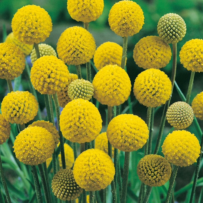 Trommestikker 'Drumstick' i gruppen Frø / Etårige blomster hos Impecta Fröhandel (2093)