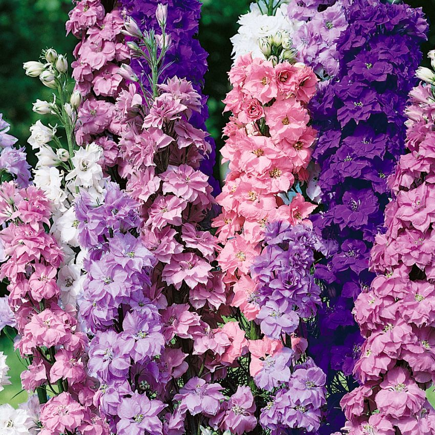 Have-Ridderspore 'Giant Imperial' i gruppen Frø / Etårige blomster hos Impecta Fröhandel (2095)