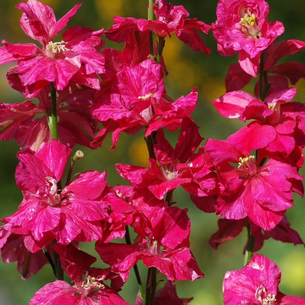 Have-Ridderspore 'Scarlet Spire' i gruppen Frø / Etårige blomster hos Impecta Fröhandel (2097)