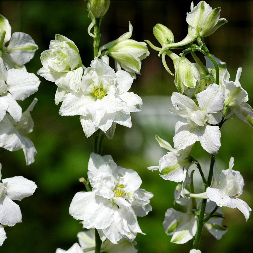Have-Ridderspore 'White King' i gruppen Frø / Etårige blomster hos Impecta Fröhandel (2098)