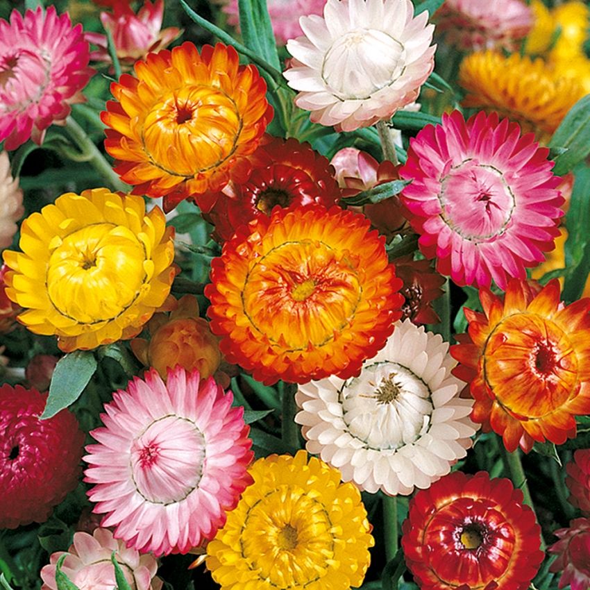 Kæmpe-Evighedsblomst 'Swiss Giants' i gruppen Frø / Etårige blomster hos Impecta Fröhandel (21750)