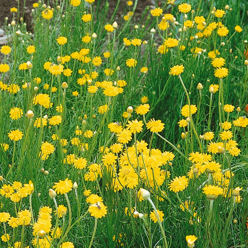 Gul Stjerne-Evighedsblomst 'Golden Sun' i gruppen Frø / Etårige blomster hos Impecta Fröhandel (2184)