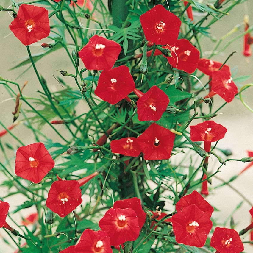 Pragtsnerle i gruppen Frø / Etårige blomster hos Impecta Fröhandel (229)