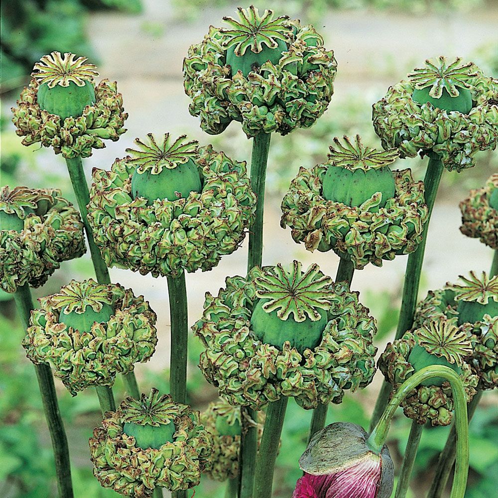 Opium-Valmue 'Polycephalum' i gruppen Frø / Etårige blomster hos Impecta Fröhandel (2294)