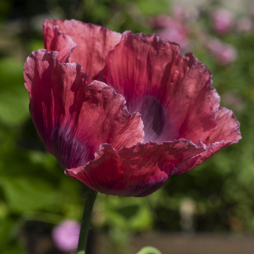 Opium-Valmue 'The Giant' i gruppen Frø / Etårige blomster hos Impecta Fröhandel (2295)
