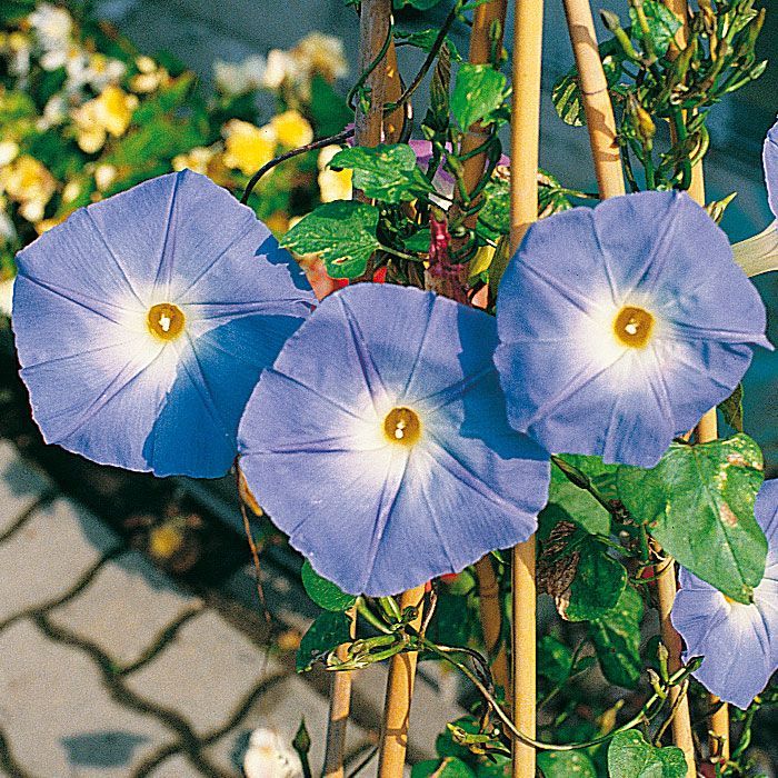 Trefarvet Pragtsnerle 'Heavenly Blue' i gruppen Frø / Etårige blomster hos Impecta Fröhandel (233)