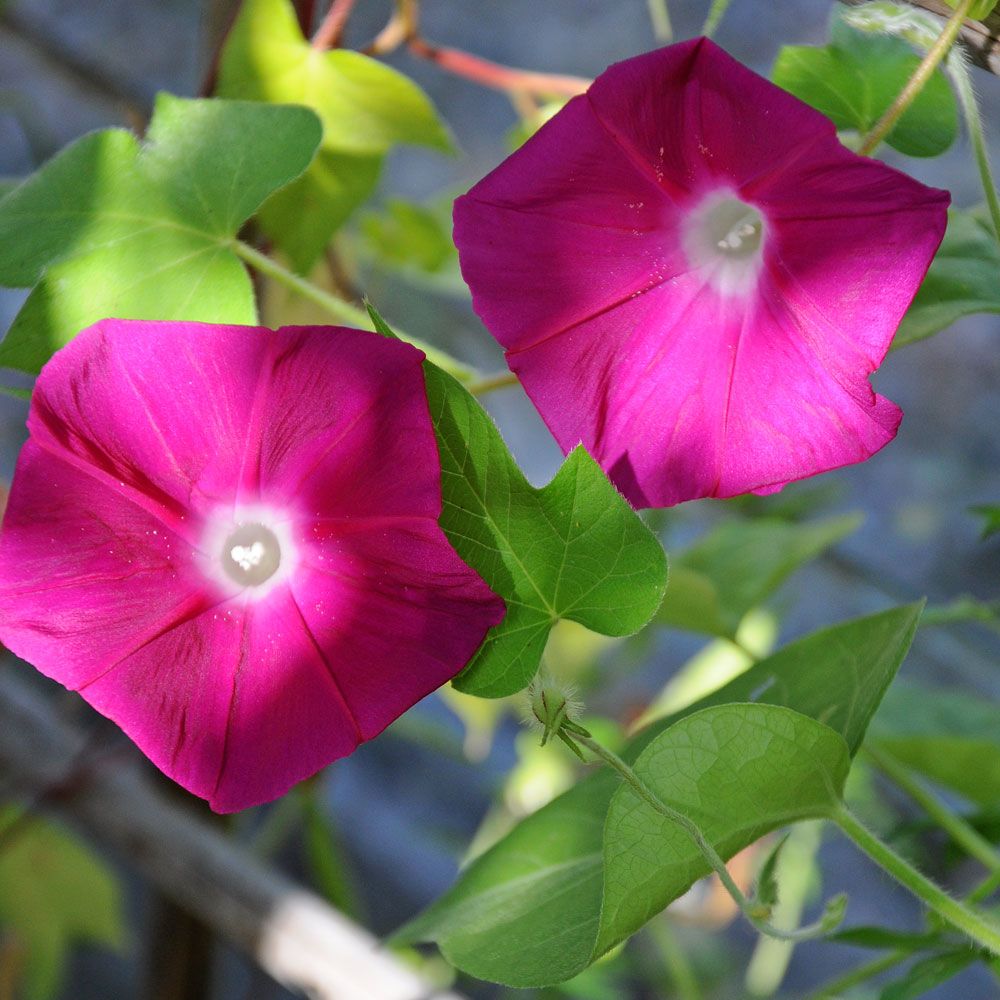 Japansk Pragtsnerle 'Scarlet O'Hara' i gruppen Frø / Etårige blomster hos Impecta Fröhandel (234)