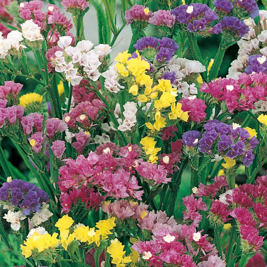 Hindebæger i gruppen Frø / Etårige blomster hos Impecta Fröhandel (2370)