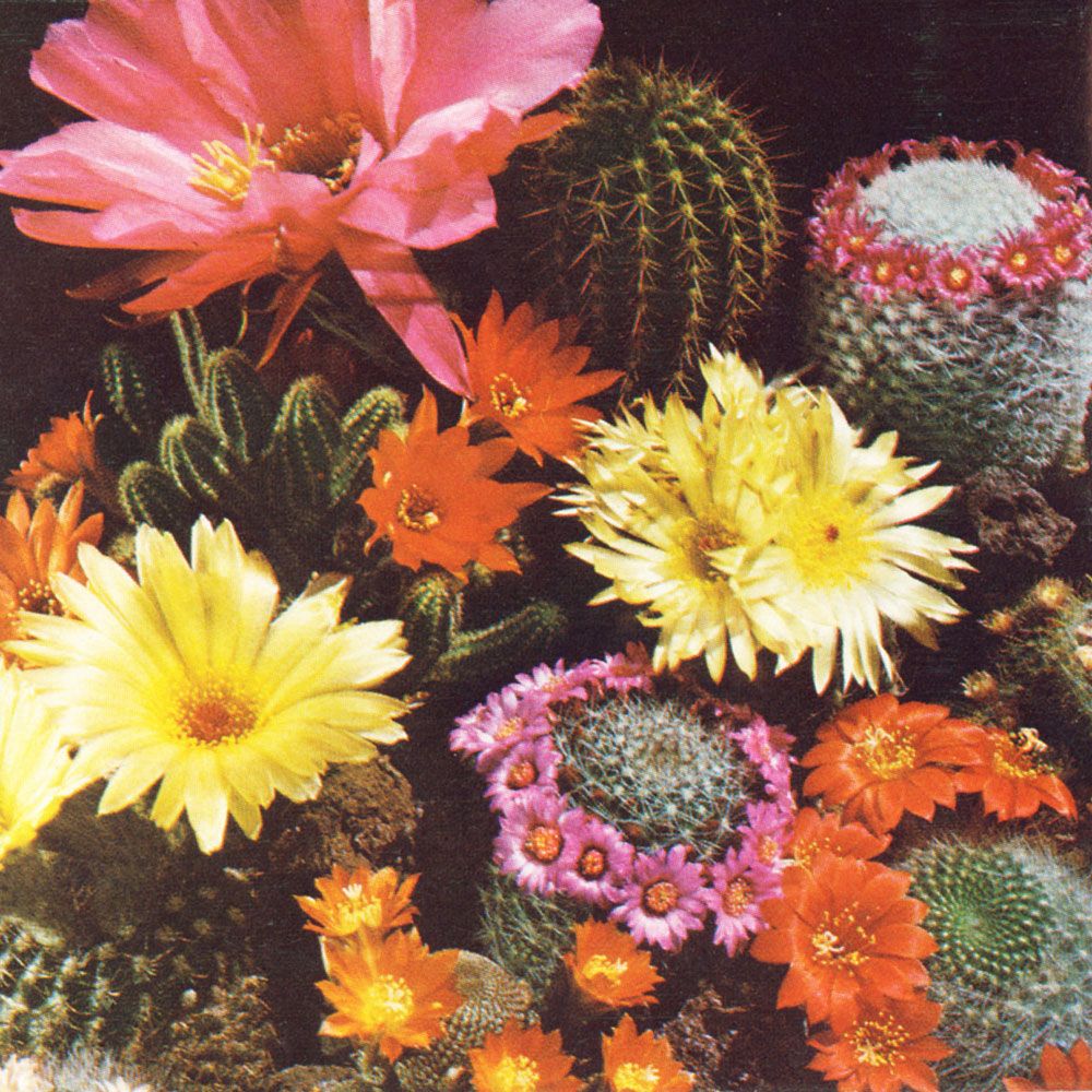 Kaktusblanding i gruppen Frø / Flerårige potteplanter hos Impecta Fröhandel (251)