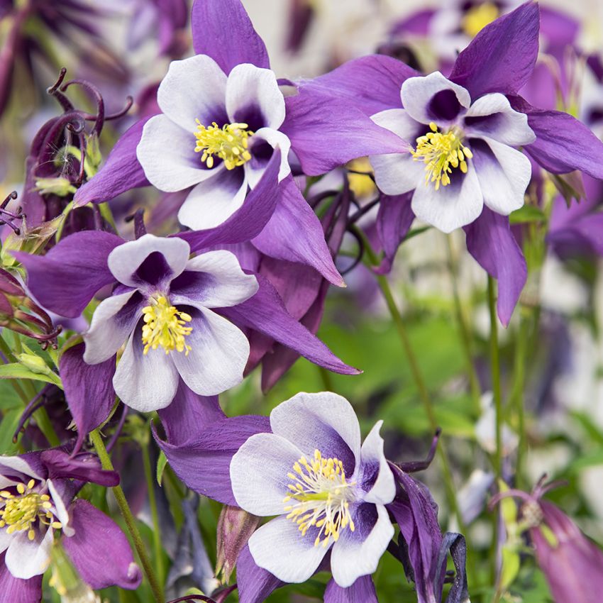 Pastelakeleje F1 'Earlybird Purple White'