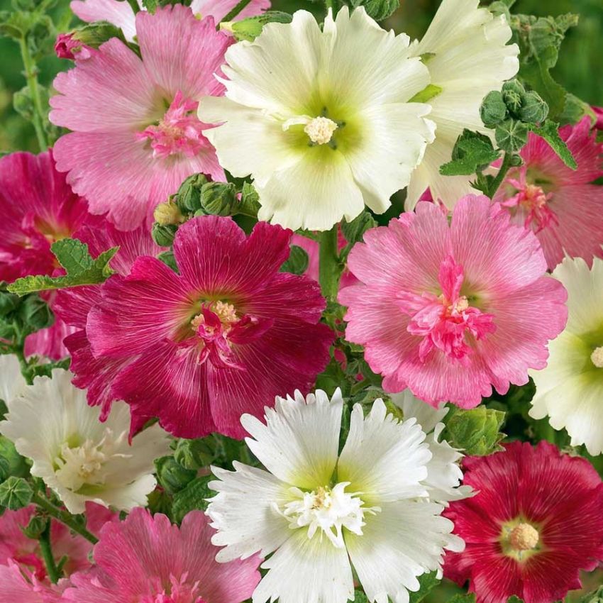 Havestokrose 'Majorette'