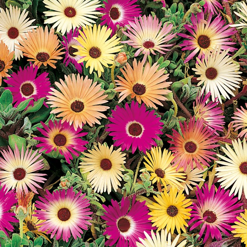 Middagsblomst i gruppen Frø / Etårige blomster hos Impecta Fröhandel (282)