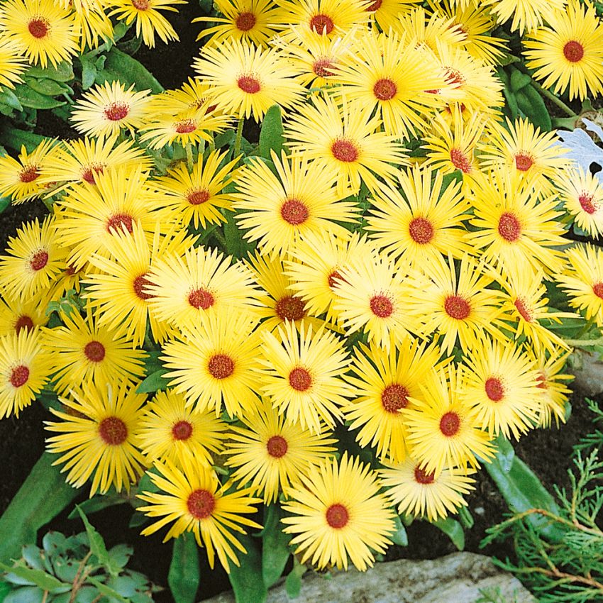 Middagsblomst 'Lunette' i gruppen Frø / Etårige blomster hos Impecta Fröhandel (283)