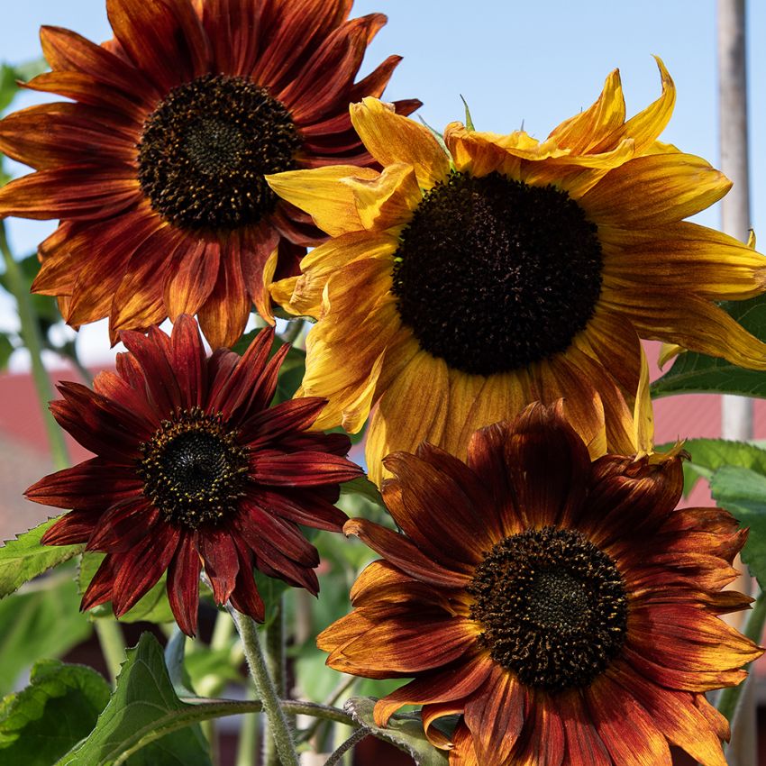 Rød Solsikke 'Red Sun'