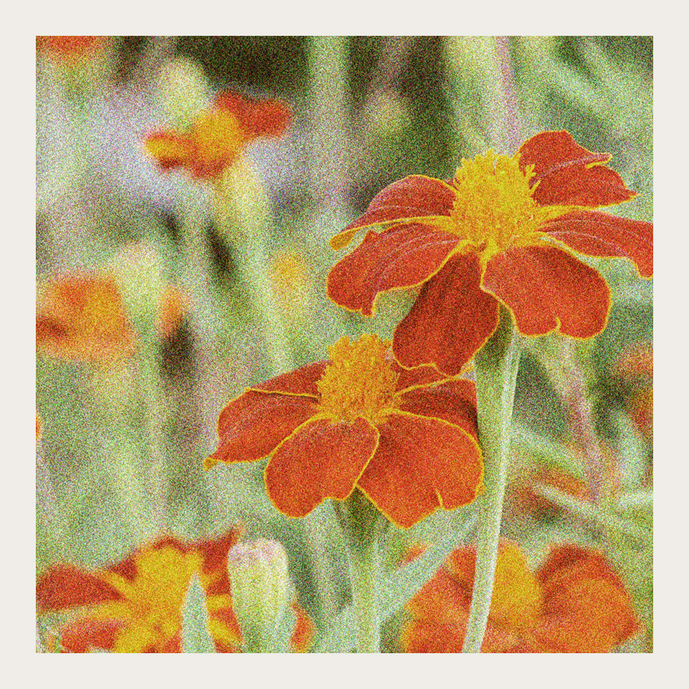 Høj fløjlsblomst 'Burning Embers'