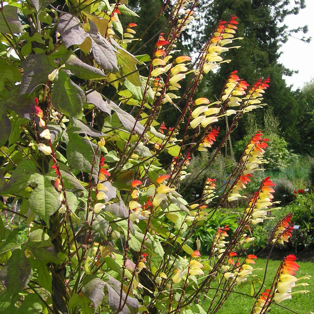 Spansk Flag 'Exotic Love' i gruppen Frø / Etårige blomster hos Impecta Fröhandel (290)