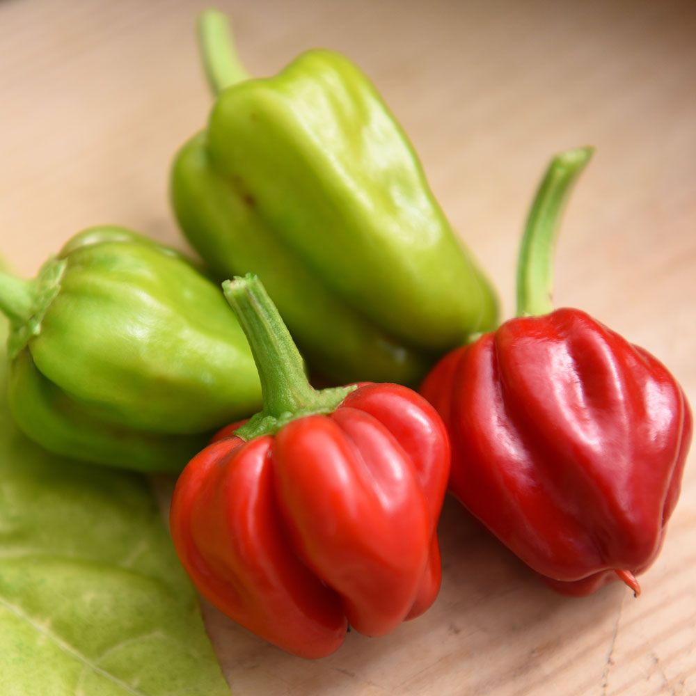 Habanero-chili 'Habanero Caribbean Red' i gruppen Frø / Grøntsager hos Impecta Fröhandel (30241)